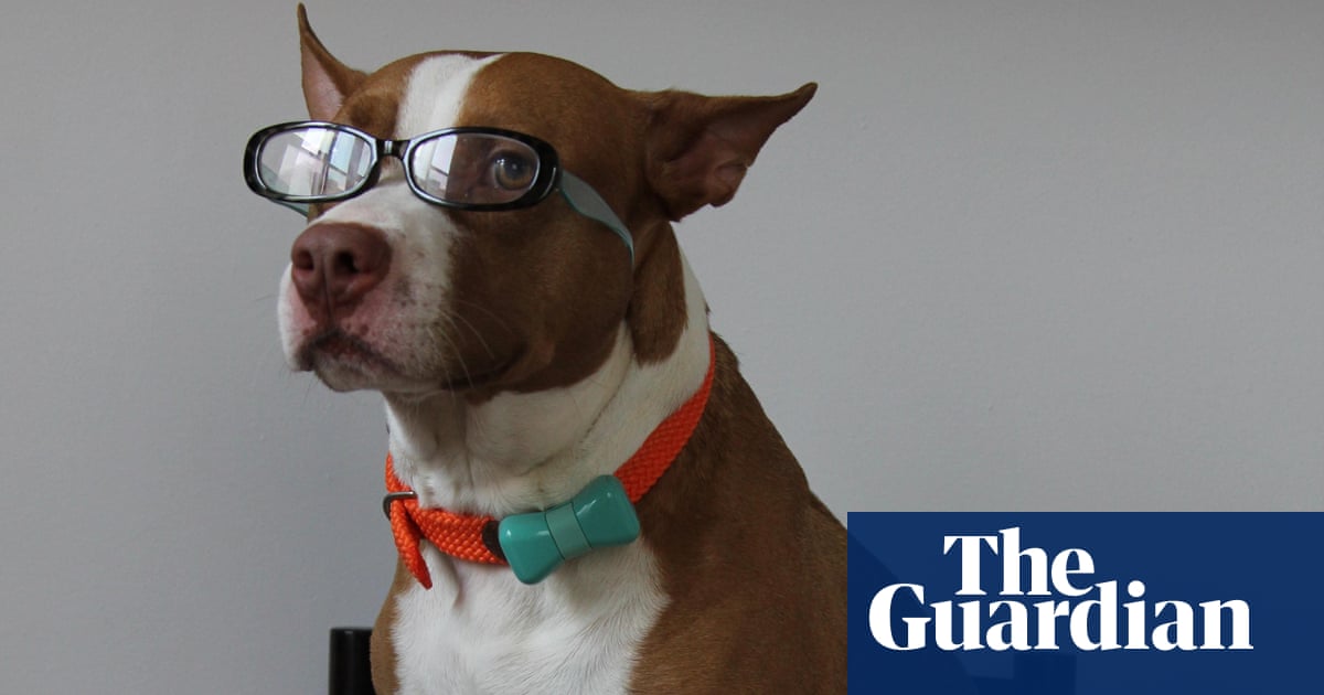 The Internet Of Pets How Technology Can Help Your Dog Lose