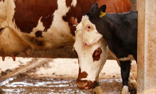 Rise of ethical milk: 'Mums ask when cows and their calves are separated' | Farming | The Guardian Rise of ethical milk: 'Mums ask when cows and their calves are separated' | Farming | The Guardian