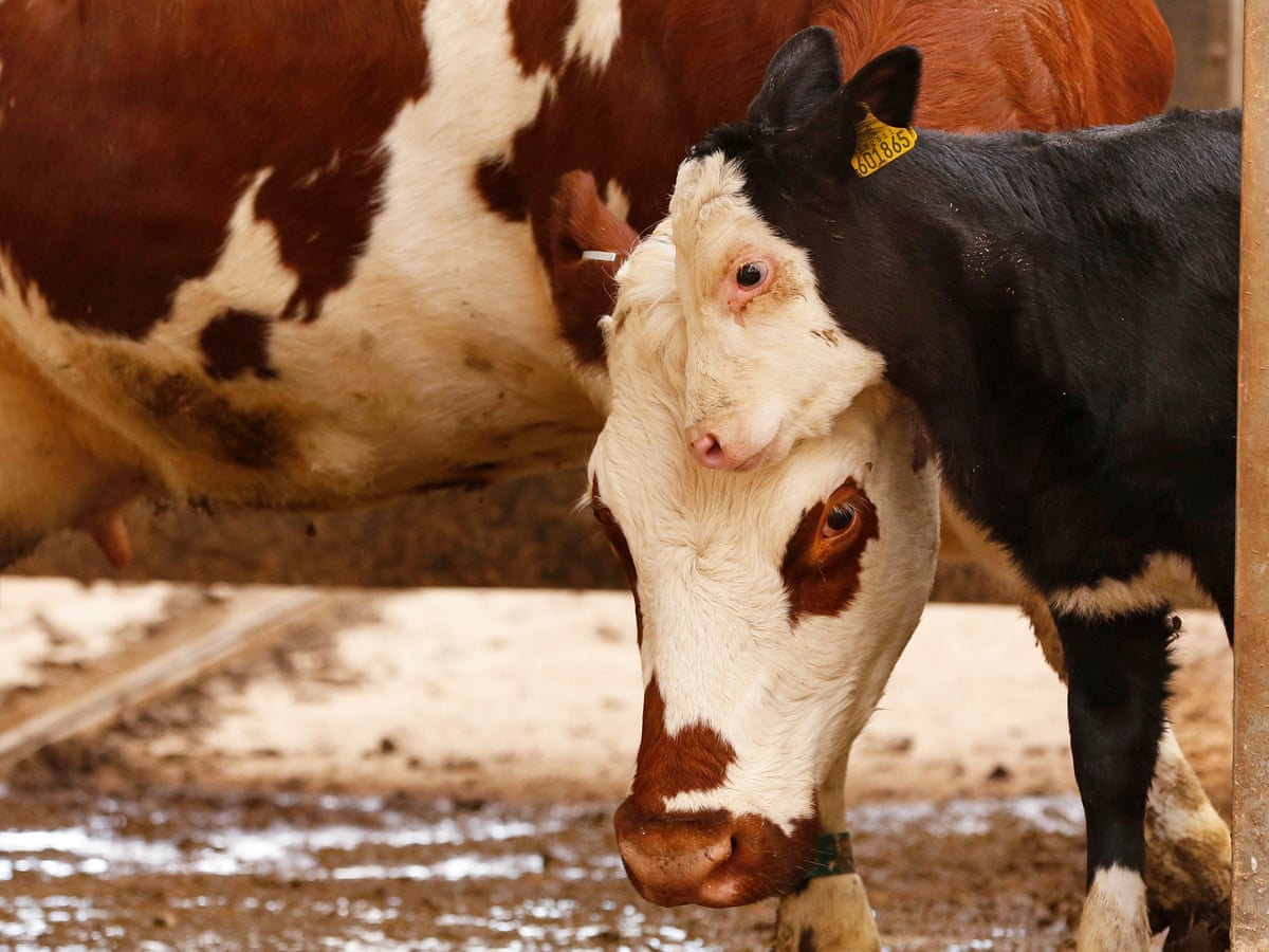 Rise Of Ethical Milk Mums Ask When Cows And Their Calves Are Separated Farming The Guardian Rise Of Ethical Milk Mums Ask When Cows And Their Calves Are Separated Farming The Guardian