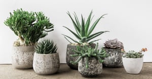 Cacti curation: group succulents of various shapes and sizes.