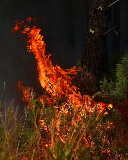 Wildfire