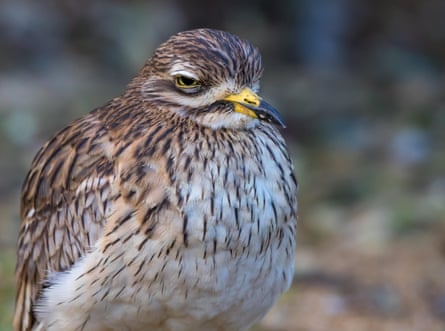 A disgruntled looking stone-curlew.