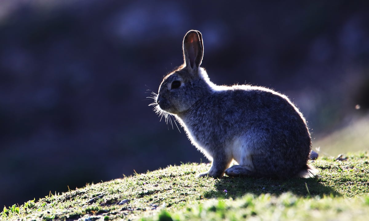 Can Dogs Get Sick From Eating A Dead Rabbit