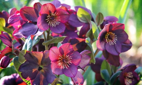 Fabulous display of spring blooms - old-fashioned Lenten Roses or Hellebores.