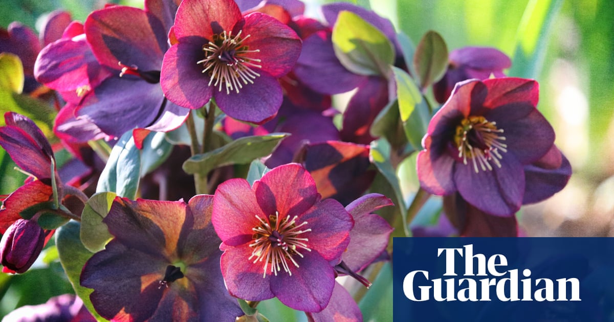 Снежните рози ще озарят вашата зимна градина когато всичко останало