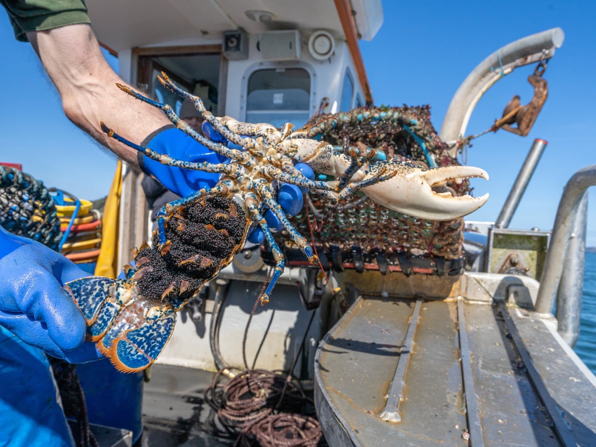 cutting notch in fishing net KastKing Brutus Foldable Extendable Not for the pot: how