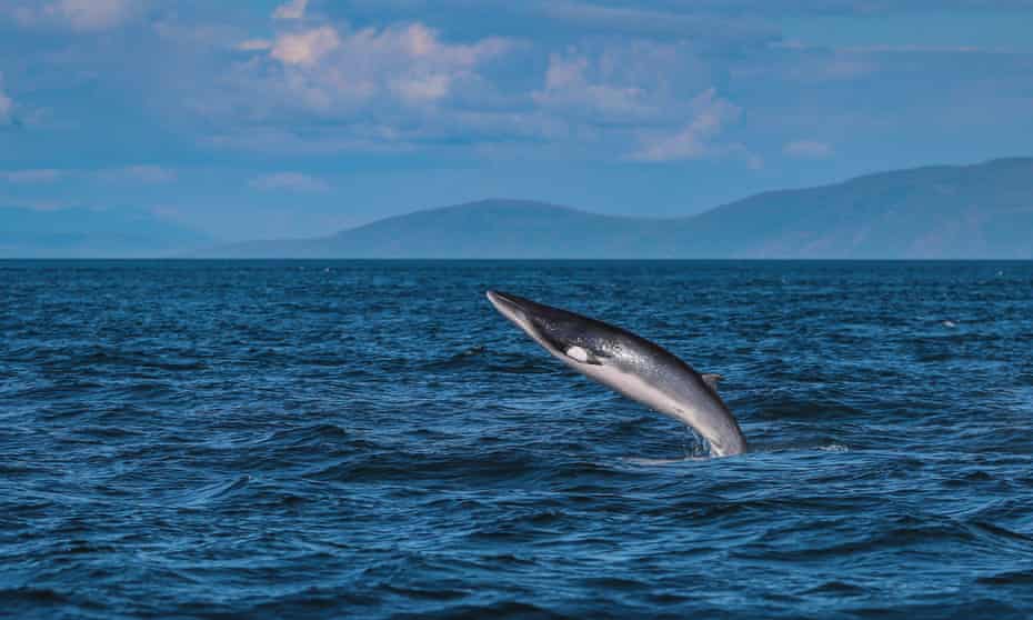 A minke whale breaching