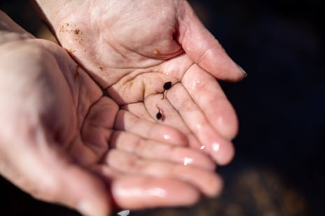 Hands holding small tadpoles
