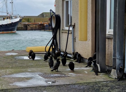 European shags stand outside a house by a harbour. 