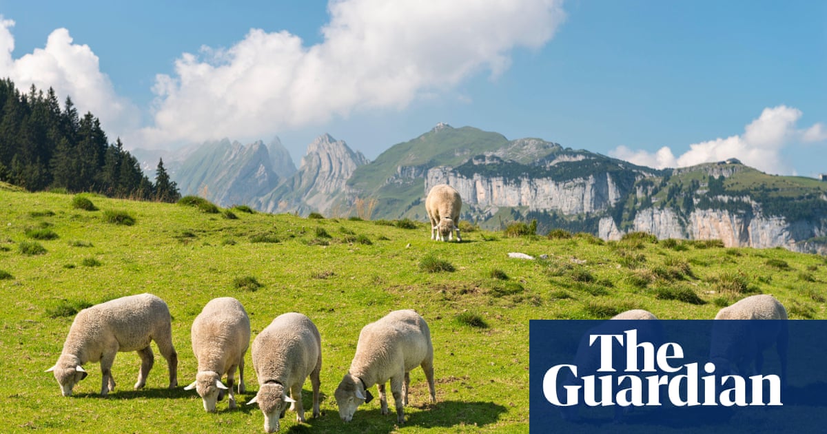 Swiss farmers dump dead sheep in protest against rising wolf numbers