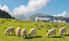 Swiss farmers dump dead sheep in protest against rising wolf numbers
