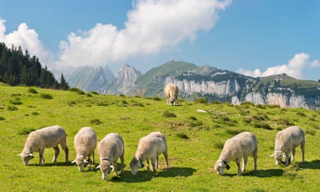Grazing sheep in the Appenzell Alps in Switzerland. 