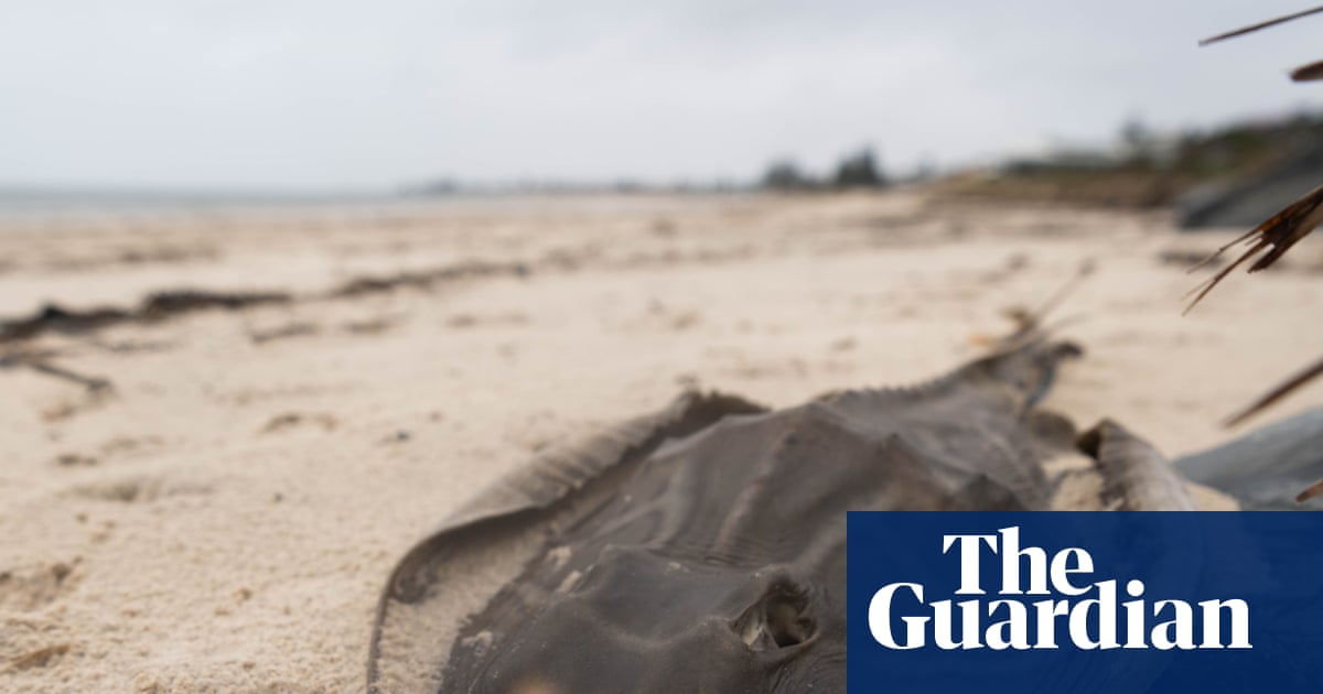 ‘We’re trying to call on everybody that we can’: South Australia scrambles to fight its pulsating algal bloom | South Australia ‘We’re trying to call on everybody that we can’: South Australia scrambles to fight its pulsating algal bloom | South Australia