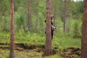 Dois filhotes de urso sobem em uma árvore