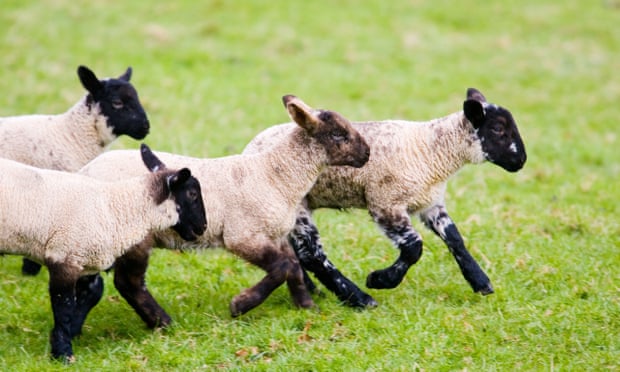 Around 89% of UK lamb exports go to the EU.