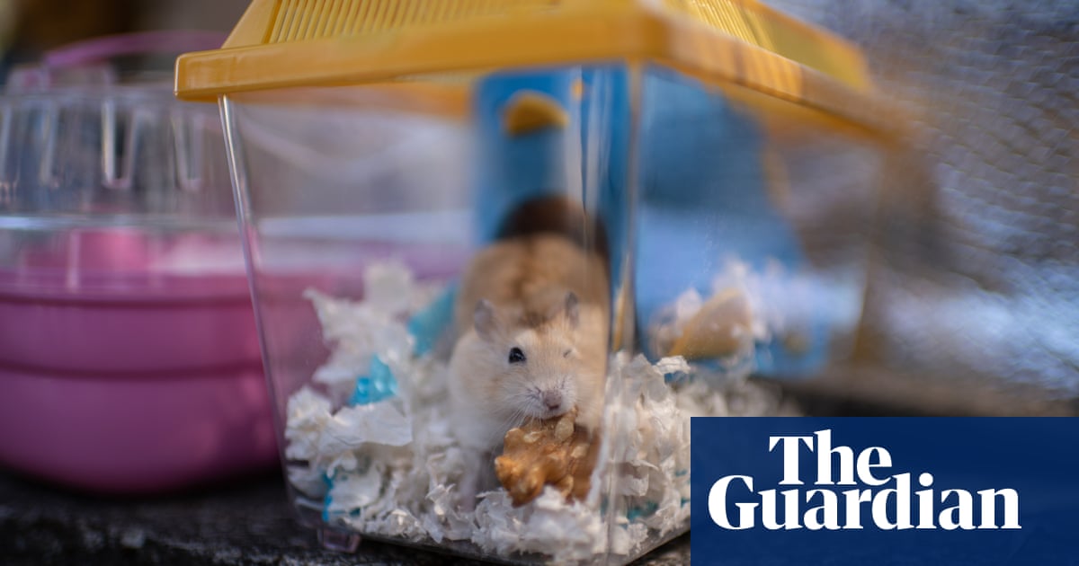 Hongkongers launch hamster rescue mission after Covid cull declared