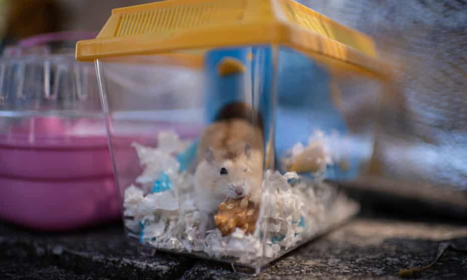 A hamster adopted by volunteers who stopped the owner from surrendering it to the government.
