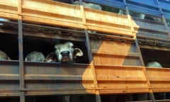 Cows on a roadtrain truck