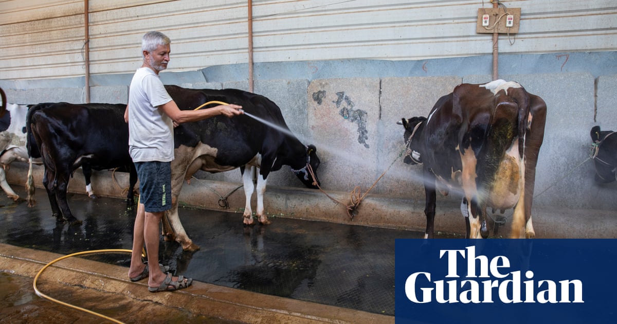 ‘It felt like wringing a dry sponge’: India’s dairy farmers face searing heat