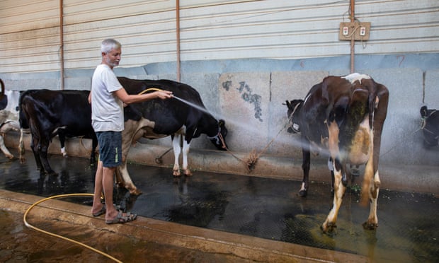 Hoses, fans  and even cold baths are used by Indian dairy farmers  to ward off heat stress.