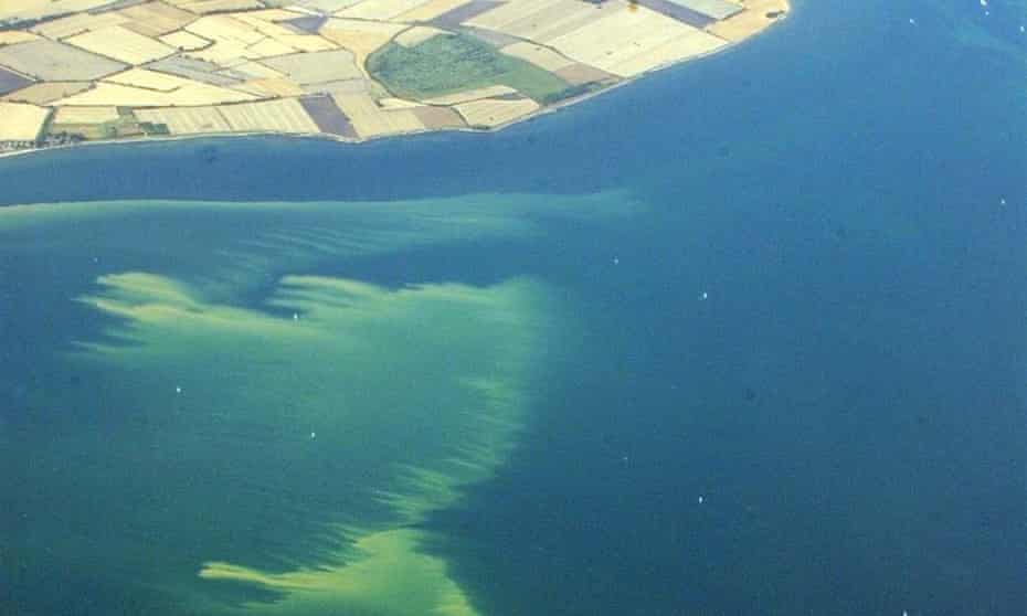 An algae slick off the German Baltic coast near the Fehmarn Sound Bridge in 2003.