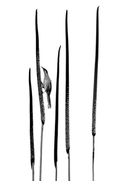 A little wattlebird clinging to a vertical grass stem