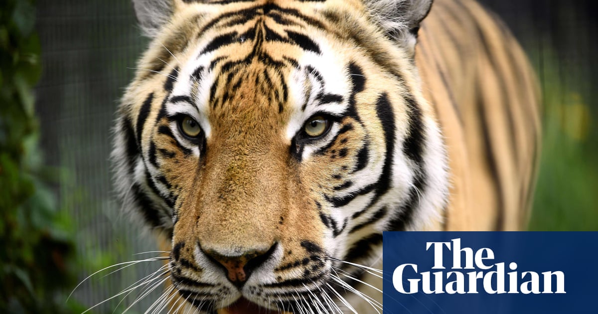 Rescued circus tigers to arrive in Florida after 18-month ordeal in Guatemala