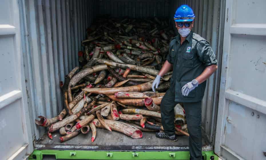 More than 9.5 tonnes of seized elephant ivory was destroyed in Malaysia