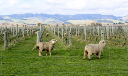 Sheep graze in a vineyard in Marlborough, New Zealand’s biggest wine region