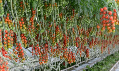 British Tomatoes being grown in huge greenhouses/ glasshouses in the Worcestershire countryside.