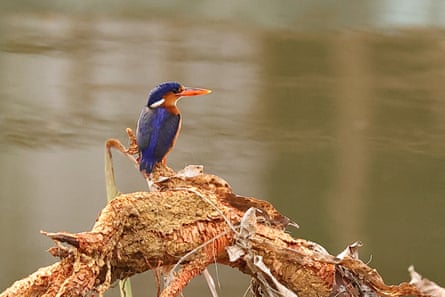 Príncipe kingfisher, which are endemic to the island