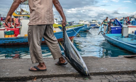 A porter carries a yellowfin tuna from a fishing boat to a market, in Male, Maldives.