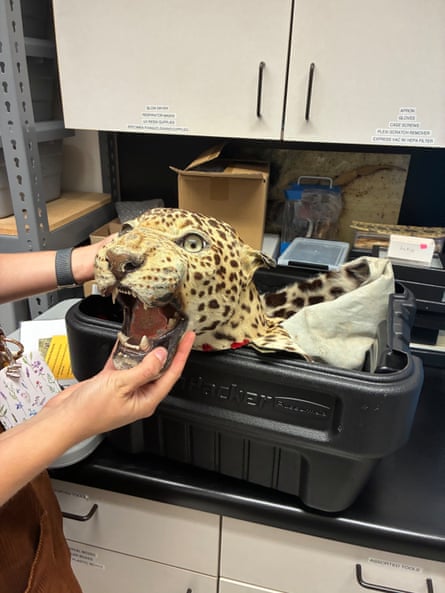 Two hands hold up fearsome head of snarling, spotted big cat, above plastic bin.
