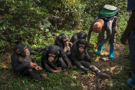 Five chimpanzees sit on the forest floor as a person bends down to look at the feet of one of them