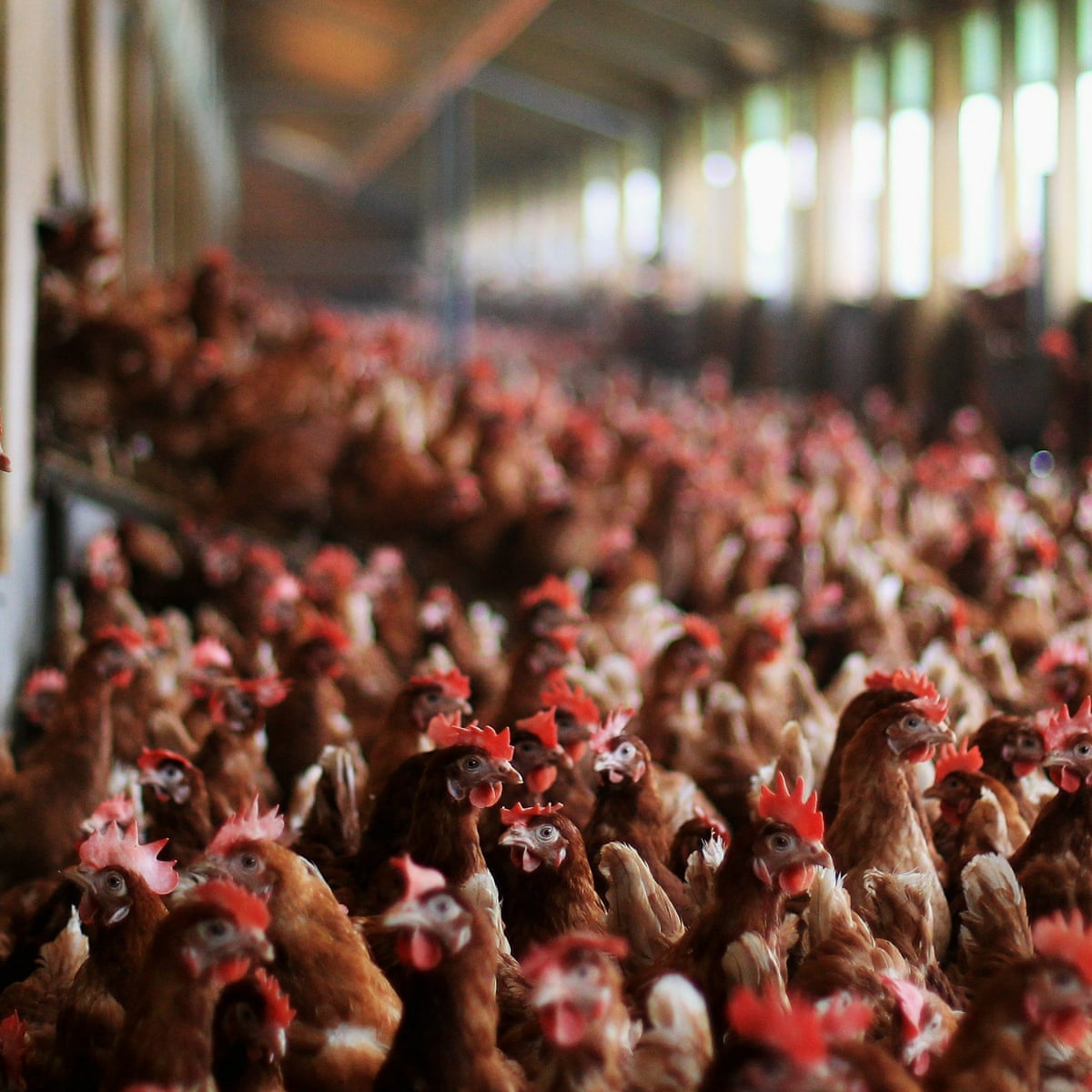 V. Ethical Considerations in Hen Housing Systems
