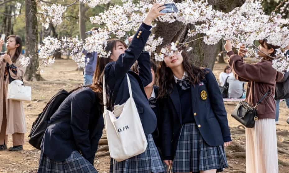 High school students are taking photos of sakura