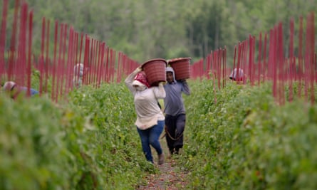 farm workers among crops with big buckets on their shoulders