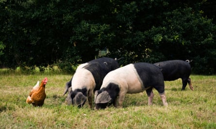 Saddleback pigs on a farm in Kent.