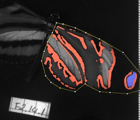 A scientific image of a butterfly wing with red, black and blue areas of colour on it, next to a scientific label with an identifying number on it
