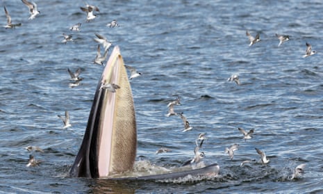A Bryde's whale feeding on anchovies in the Gulf of Thailand