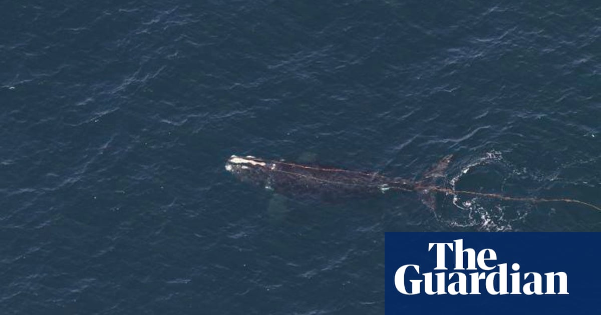 Rope-entangled right whale spotted off coast of New England | Whales | The Guardian