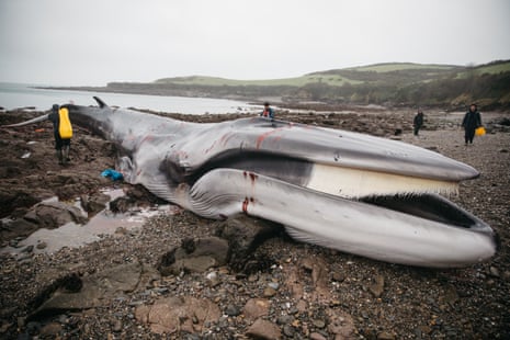 Les derniers instants de vie de la baleine sur le littoral de Cornouailles.