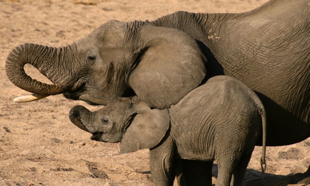 Elephant and calf in Selous national park, Tanzania