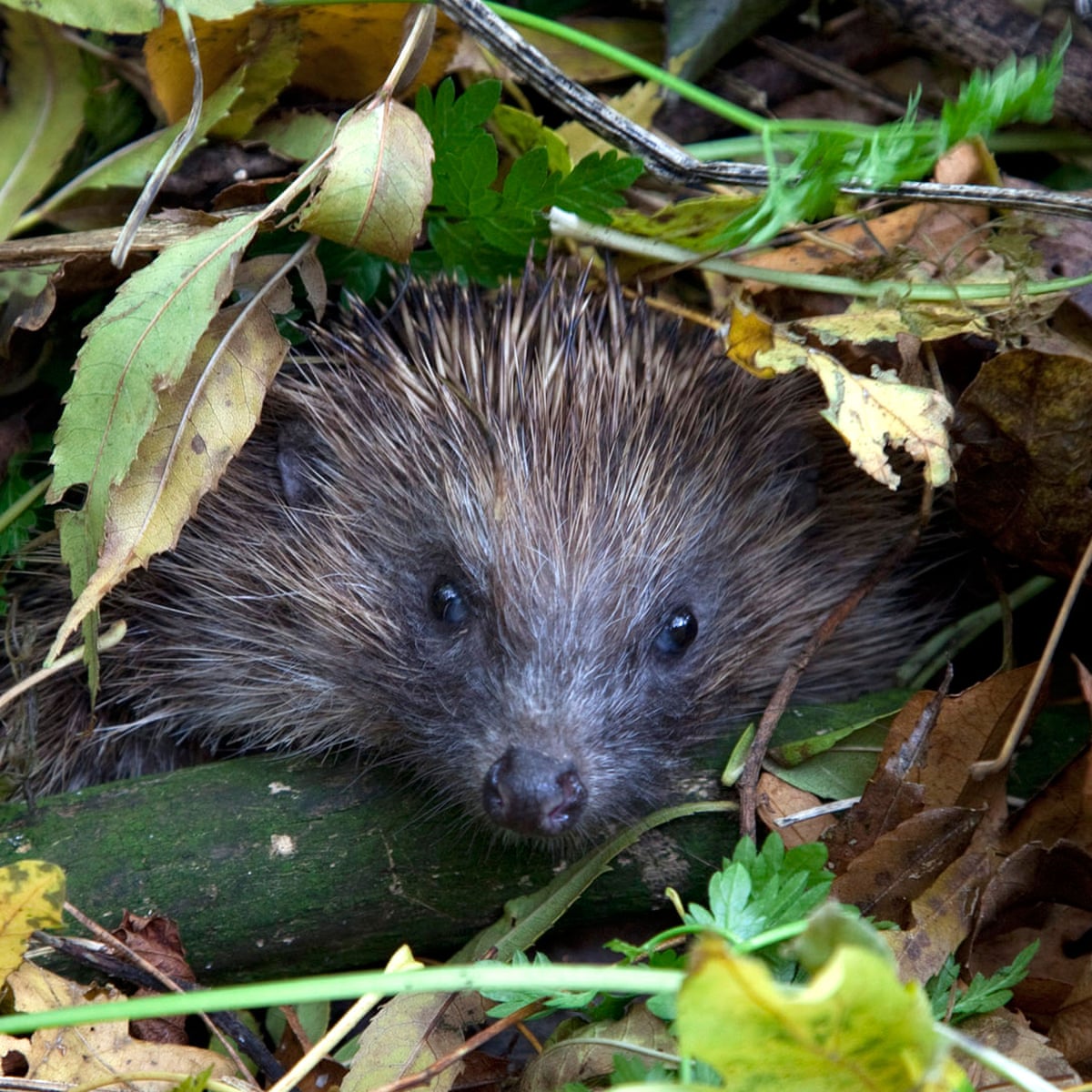 Next – a hedgehog snuffling! The lockdown lifeline capturing the sounds of  Britain | Culture | The Guardian