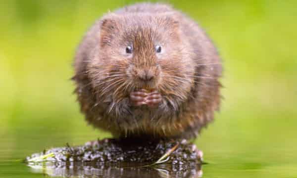 water vole