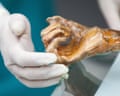 closeup of a gloved hand touching a mummified hand