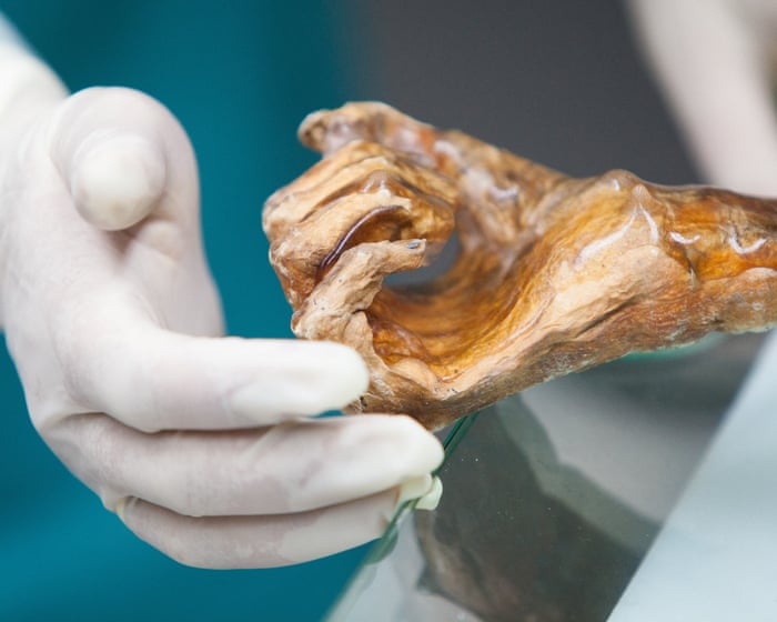 Scientists make sourdough bread using yeast found in 5,000-year-old mummy