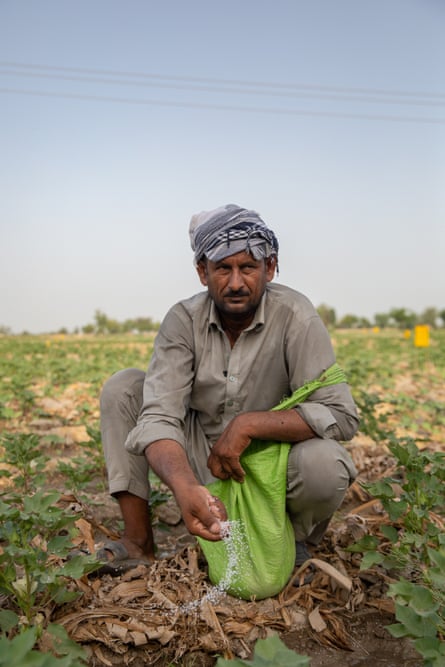 Farmer Maula Dinno sprinkles seed in his cotton field in Sindh.