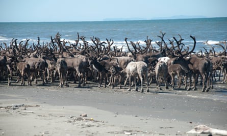 Reindeer travel across the beach at Ikpek lagoon