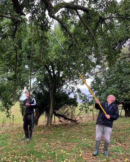 Two men picking apples in an orchard